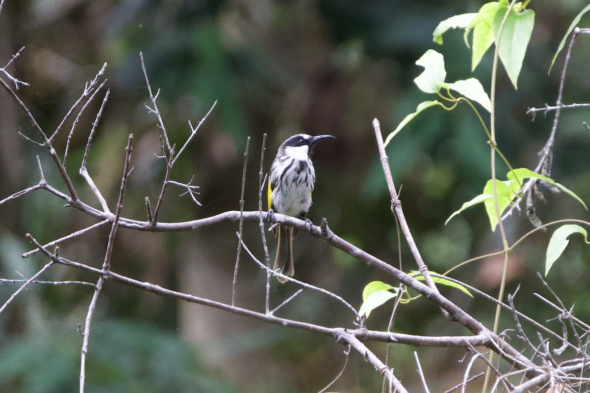 Медовка білощока - ML647593866