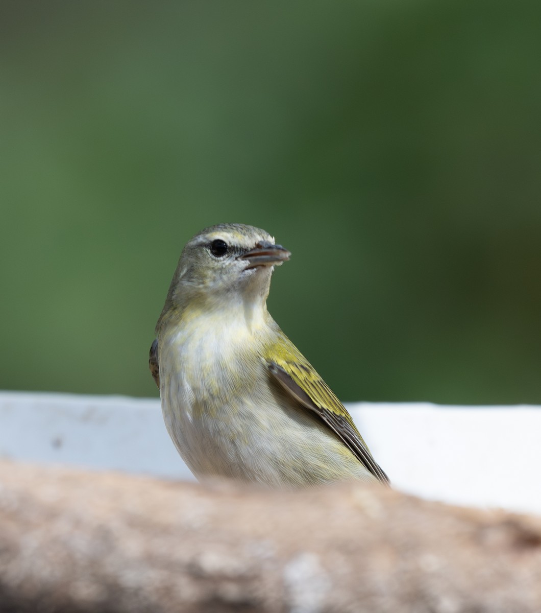 Tennessee Warbler - ML647593874