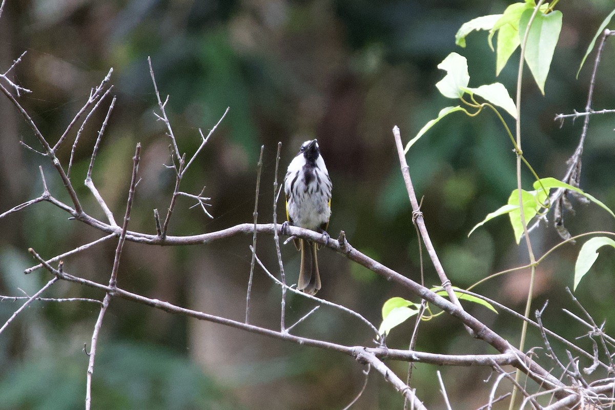 Медовка білощока - ML647593885