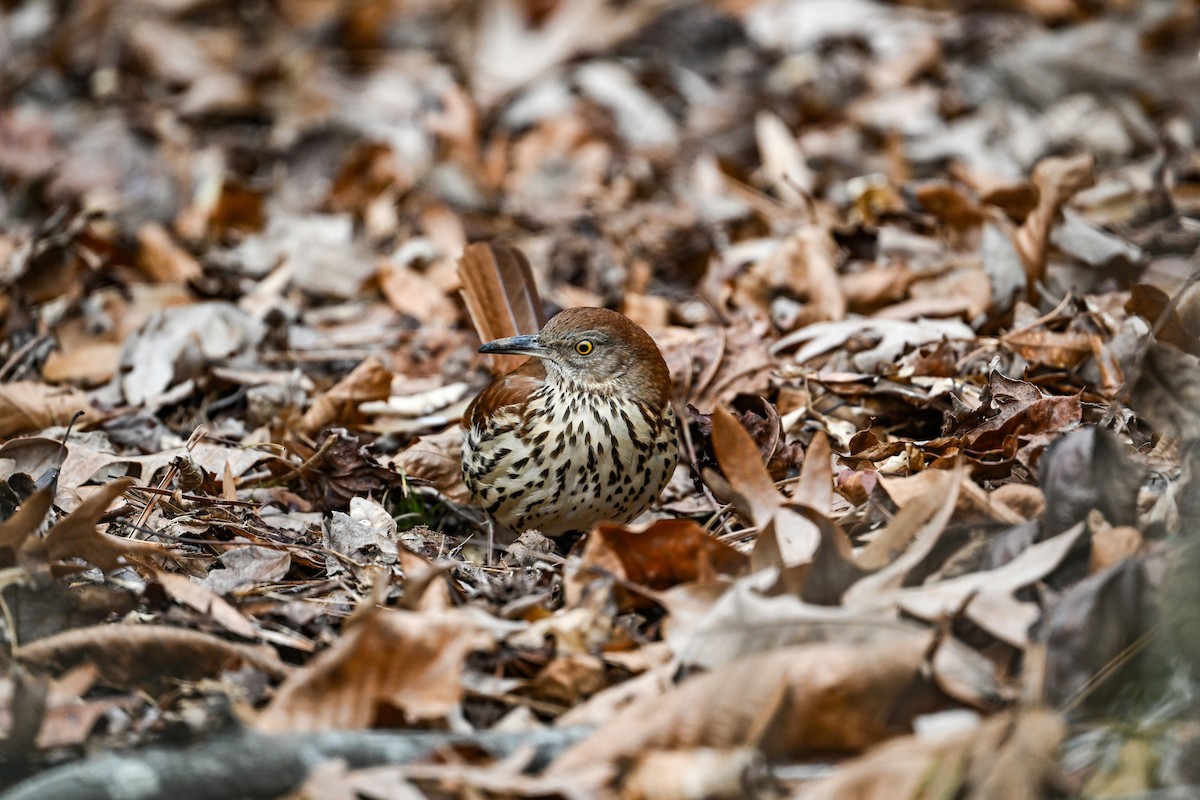 Cuitlacoche Rojizo - ML647593887