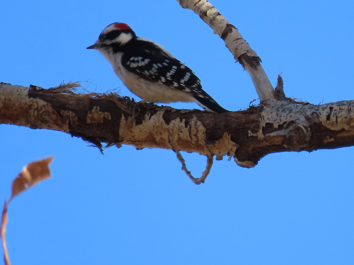 Дятел пухнастий - ML647593900