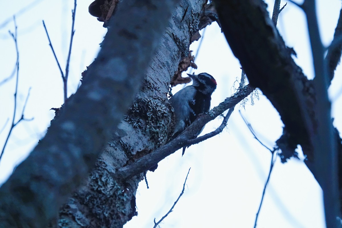 Дятел пухнастий - ML647593903