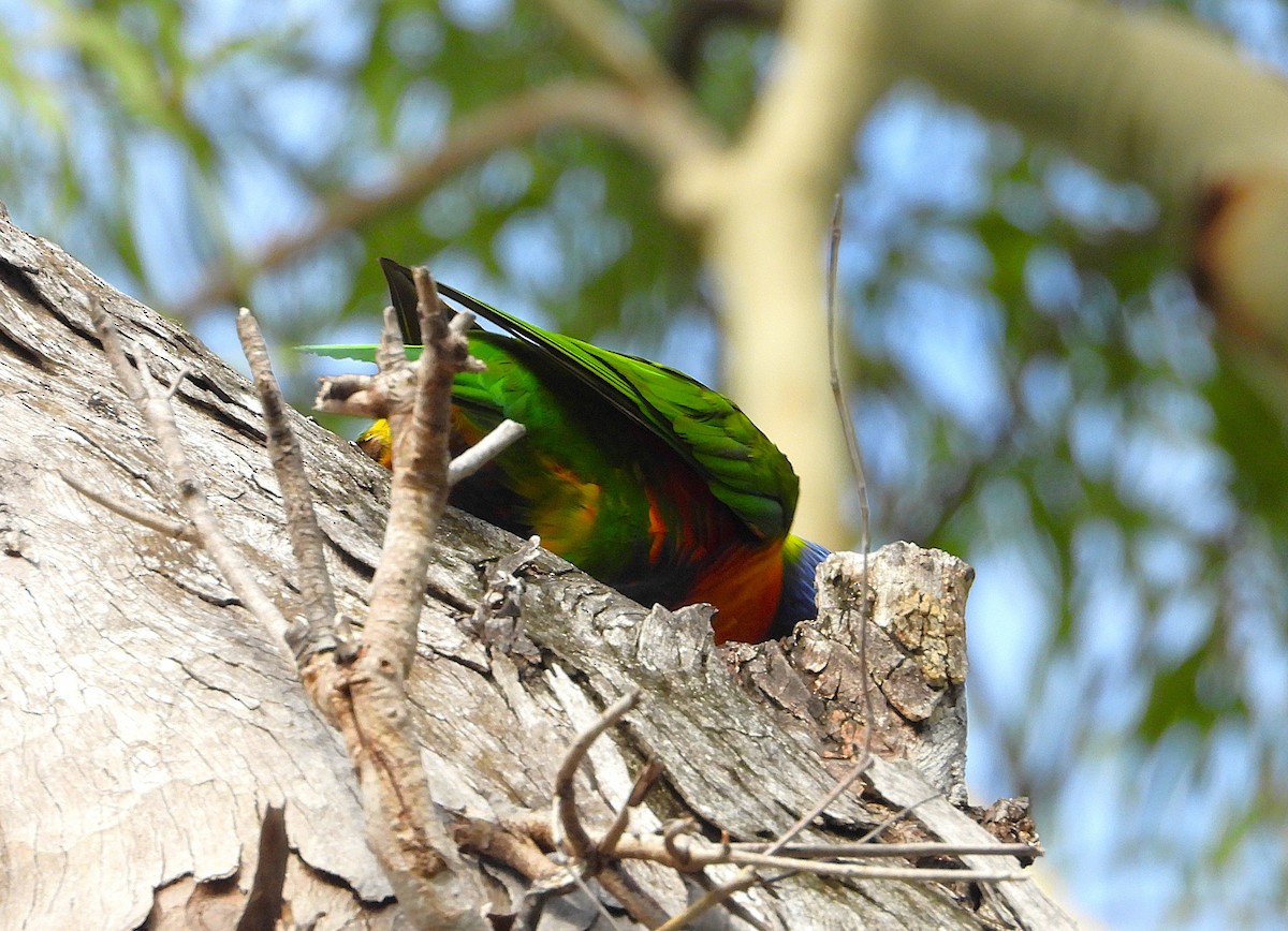 Лорікет синьоголовий - ML647593904