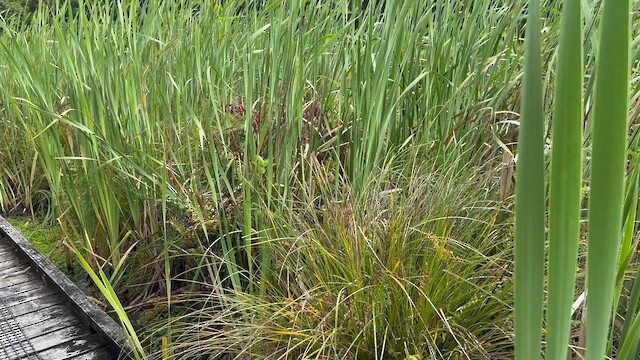 Матата строкатобока - ML647593905