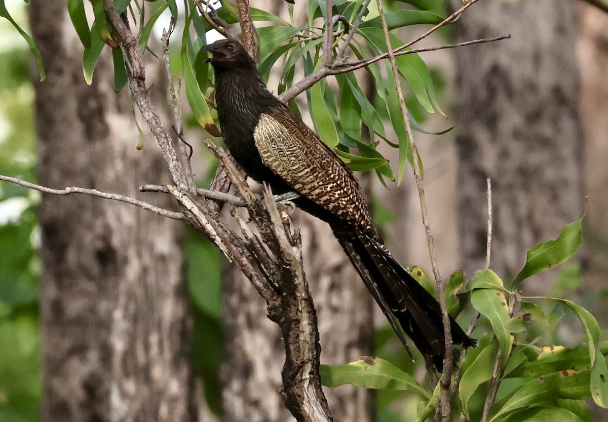 Коукал смугастохвостий - ML647593906