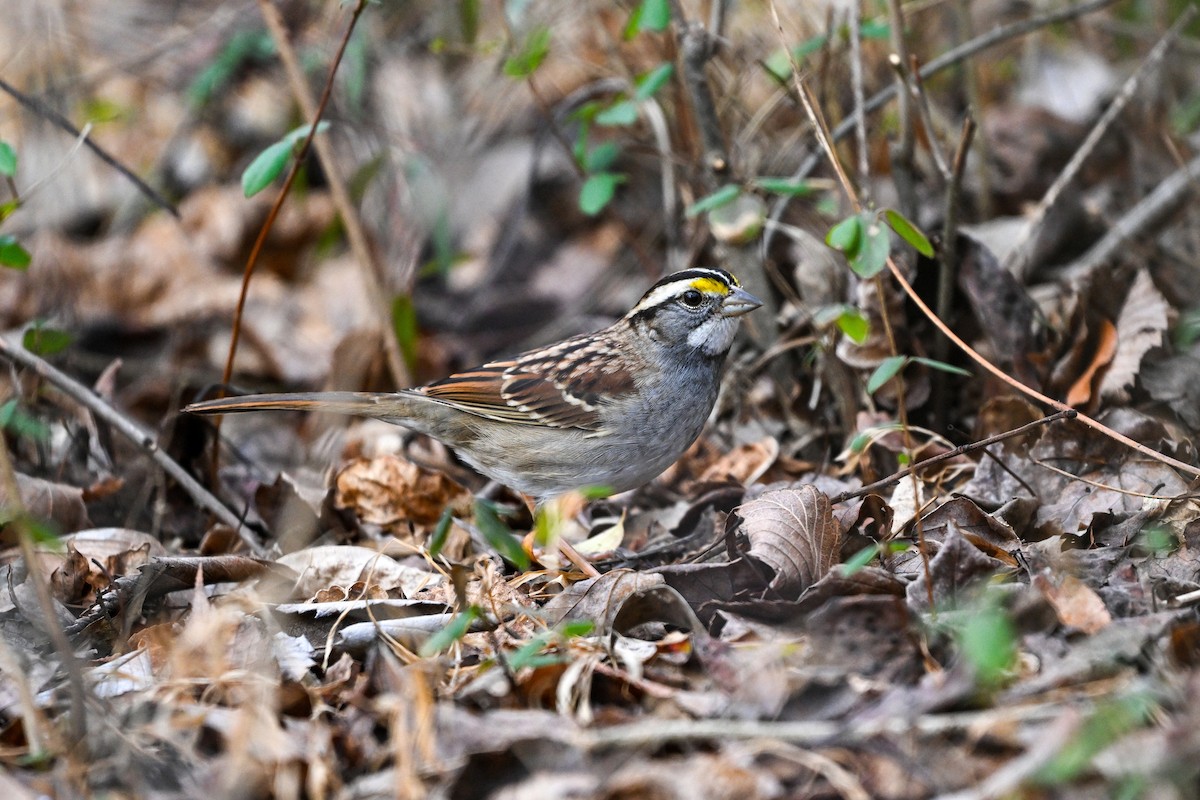 Бруант білогорлий - ML647593907