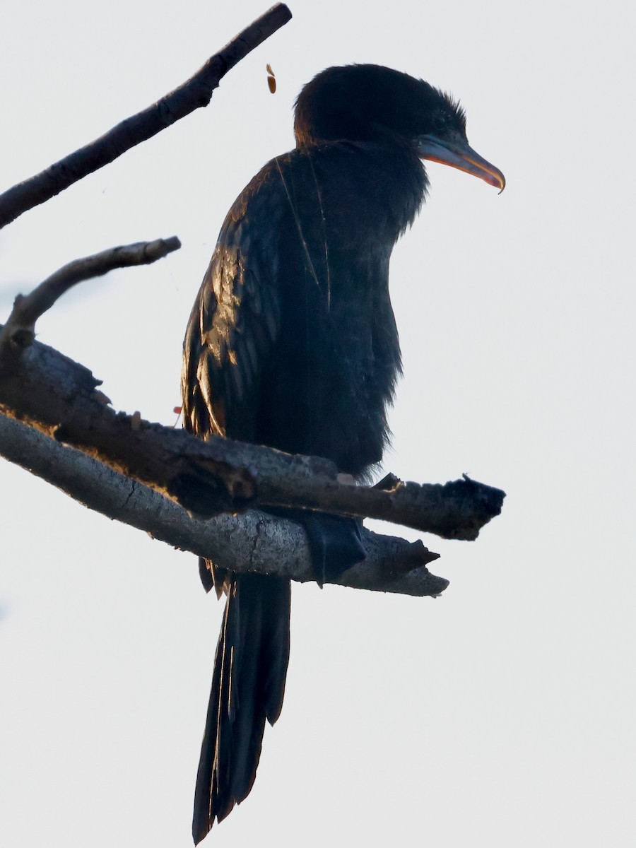 Баклан яванський - ML647593909