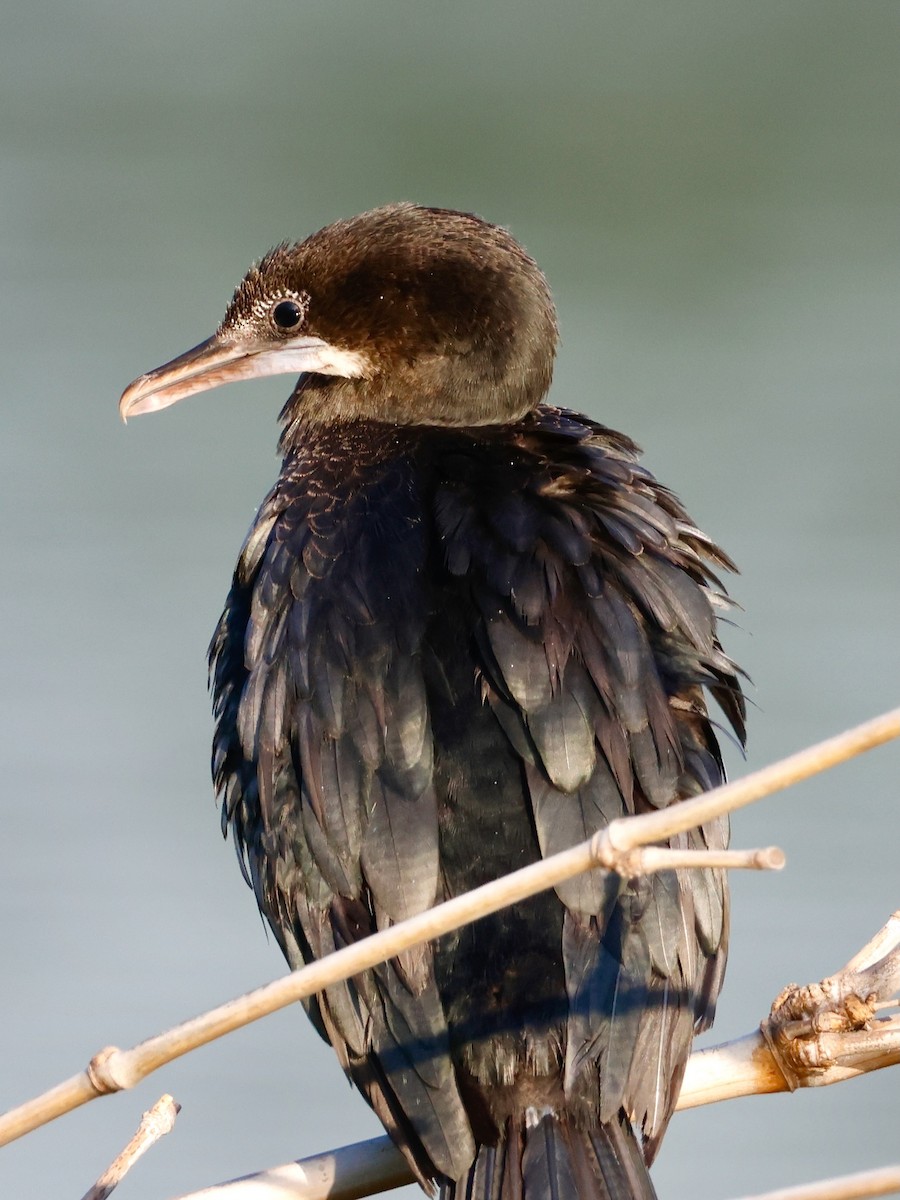 Баклан яванський - ML647593910