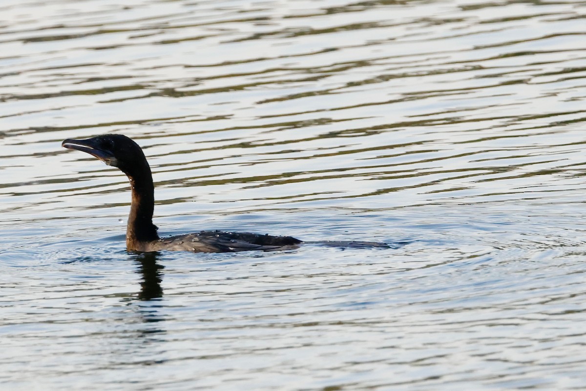 Баклан яванський - ML647593911
