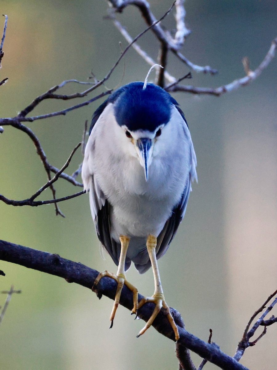 Квак звичайний - ML647593912