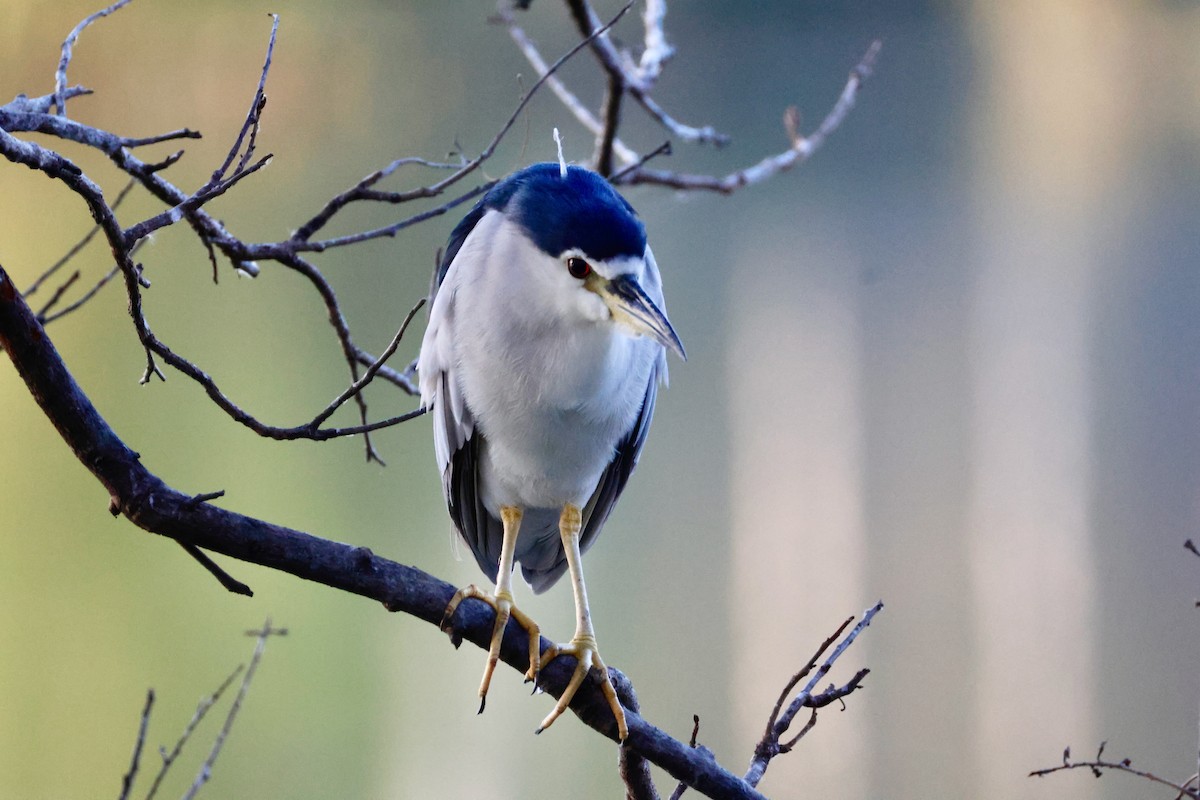 Квак звичайний - ML647593913