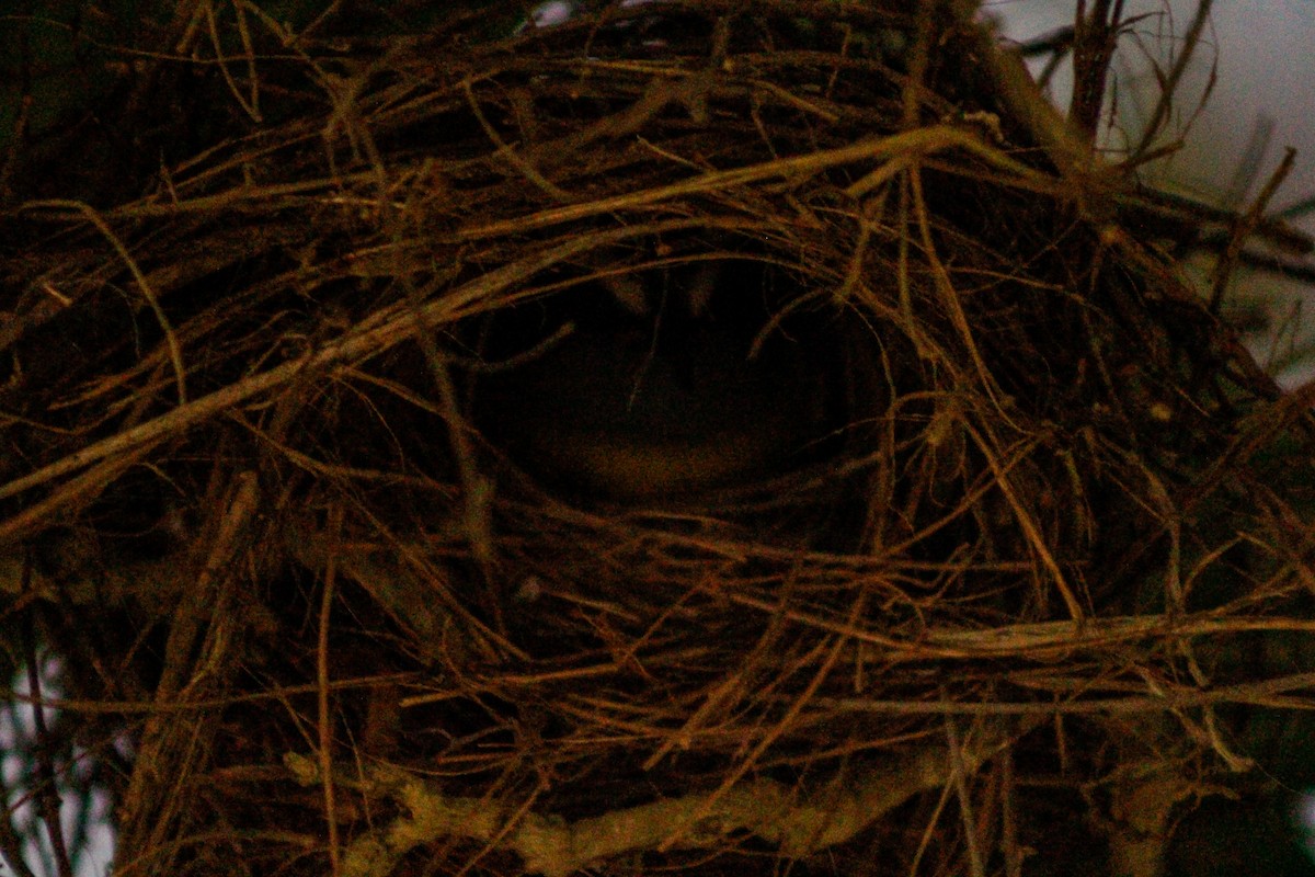 Цереба - ML647593914