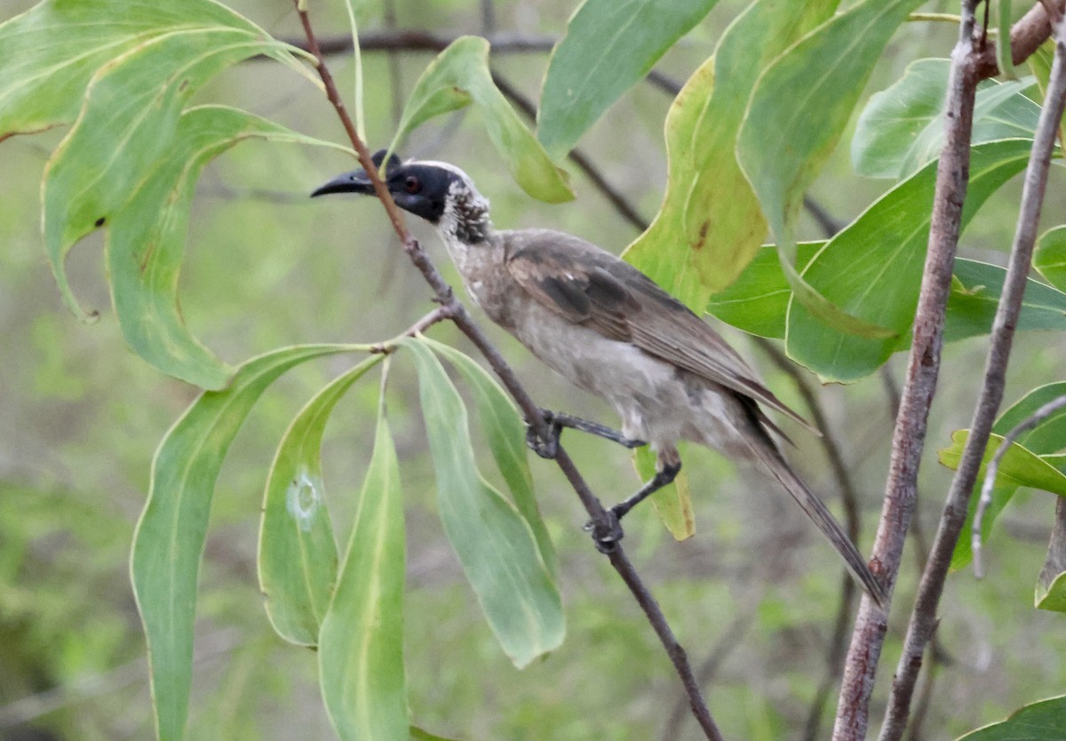 Медівник сивоголовий - ML647593915