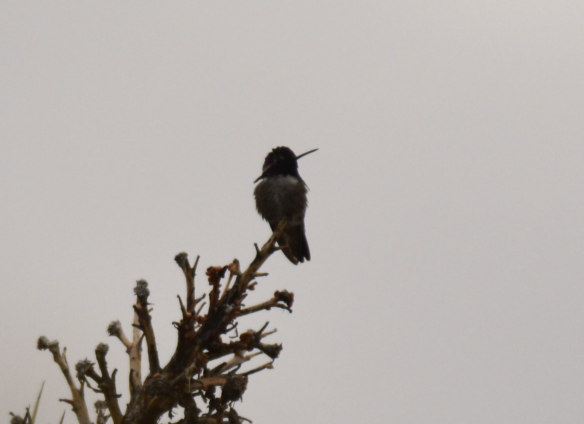 Каліпта аметистовоголова - ML647593917