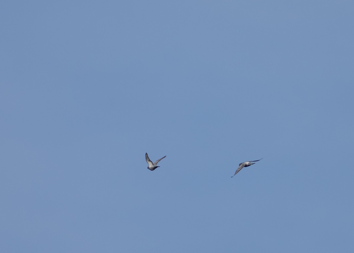 Голуб сизий (міський) - ML647593918