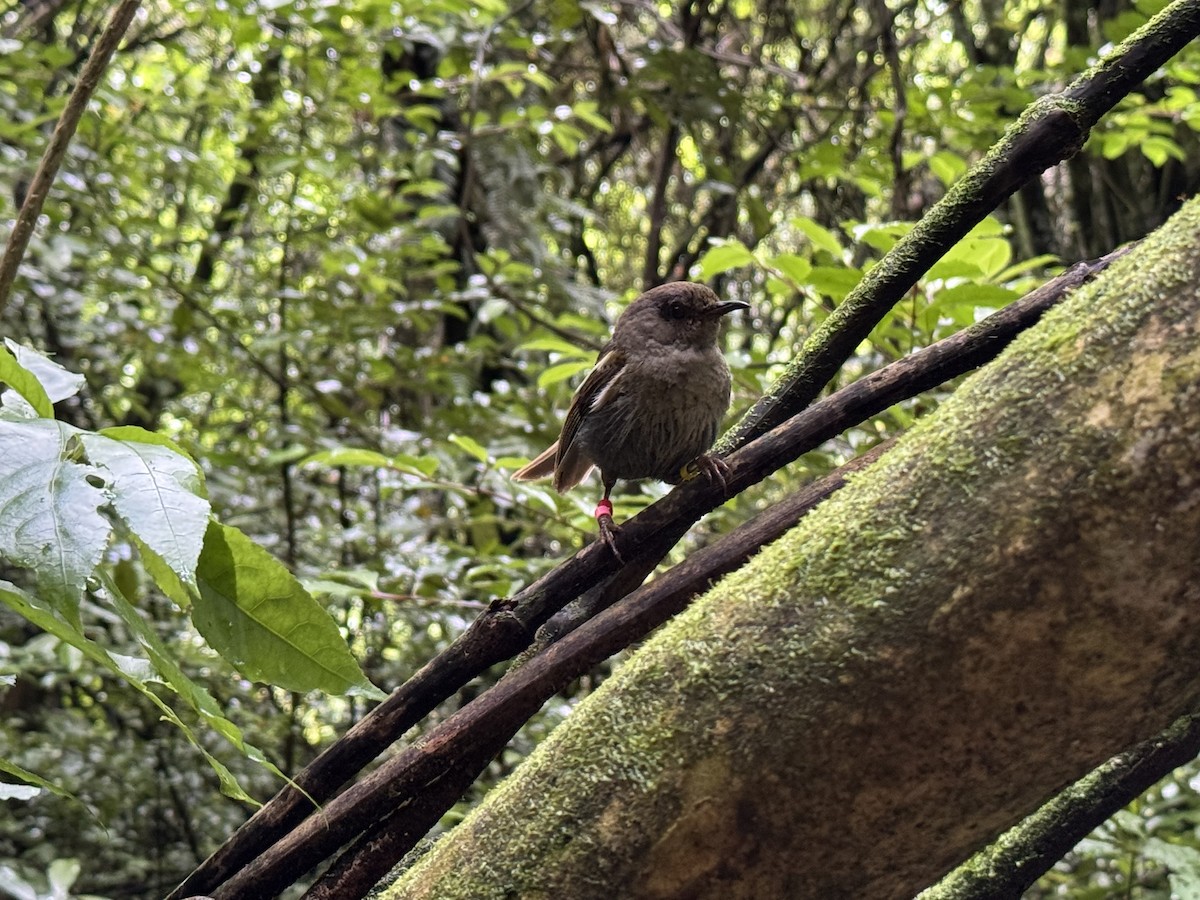 Гигі - ML647593919