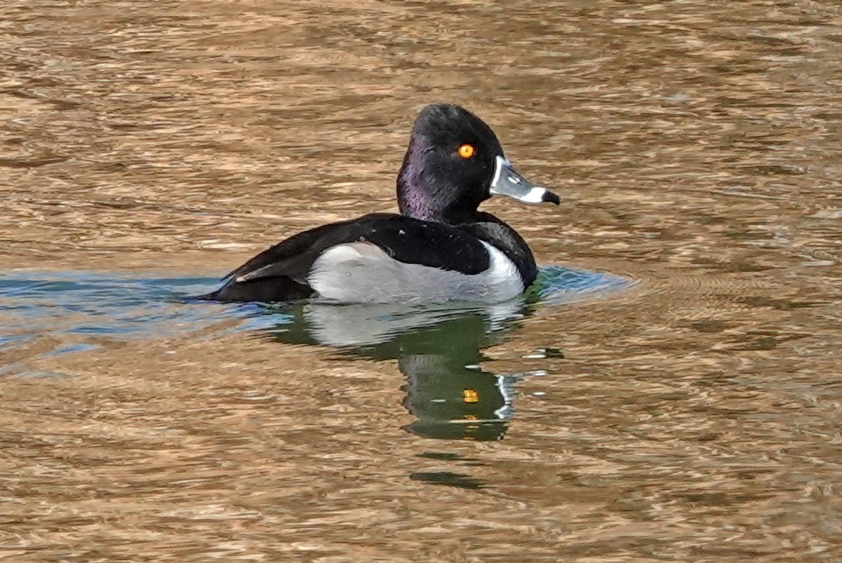 Чернь канадська - ML647593920