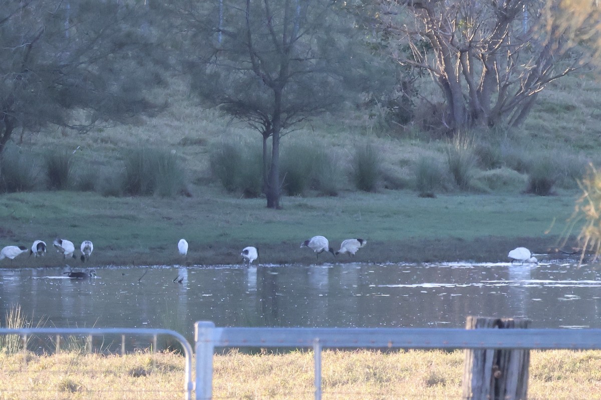 Косар королівський - ML647593922