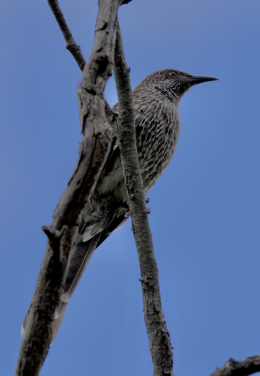 Медолюб-сережник східний - ML647593923