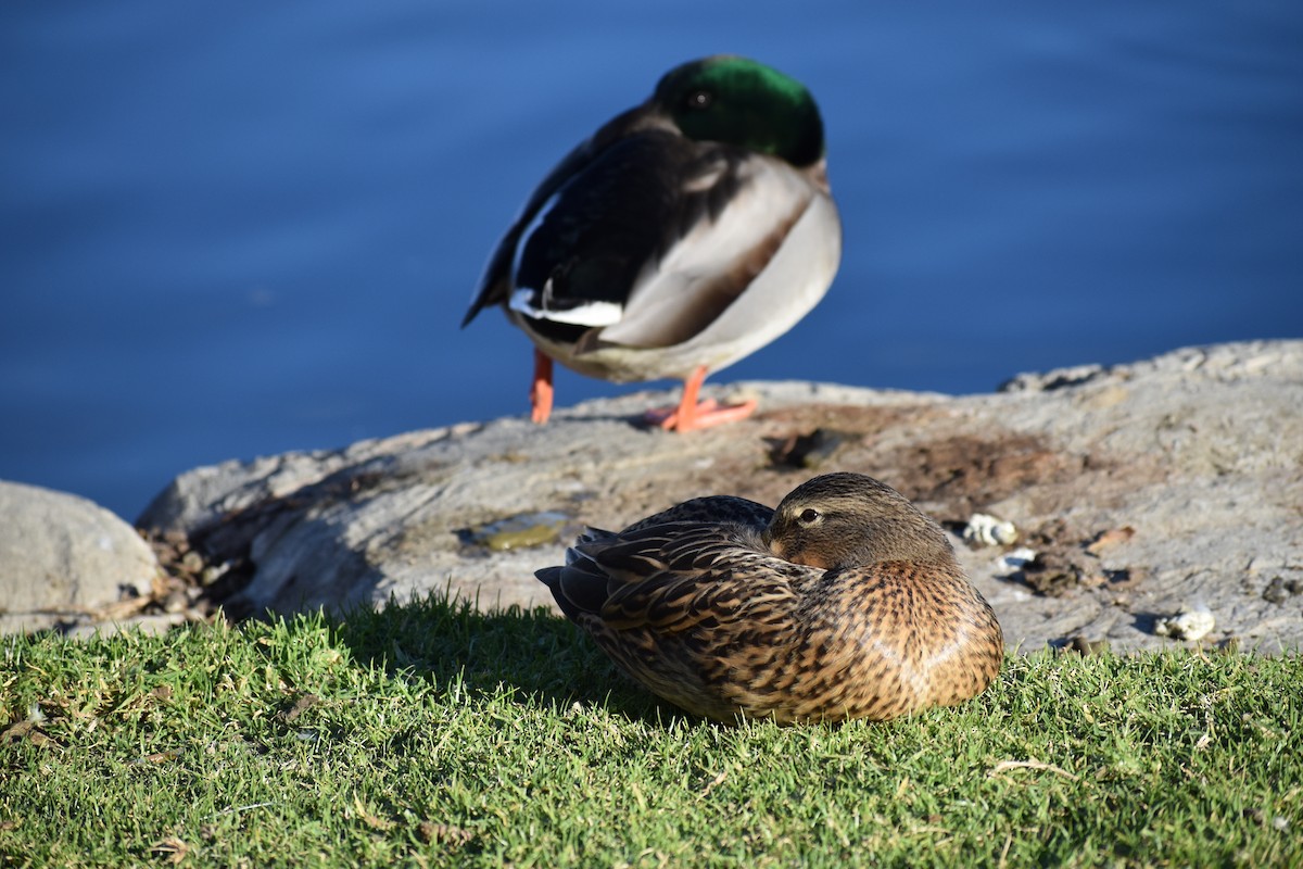 Крижень звичайний - ML647593924