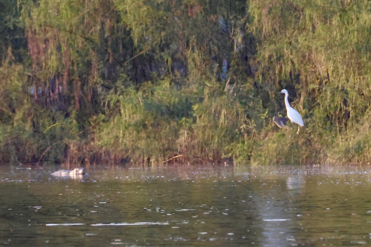 Чепура мала - ML647593925