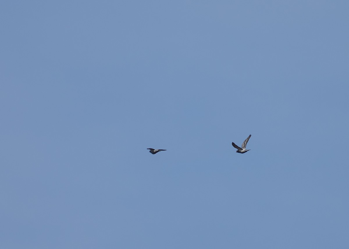 Голуб сизий (міський) - ML647593927