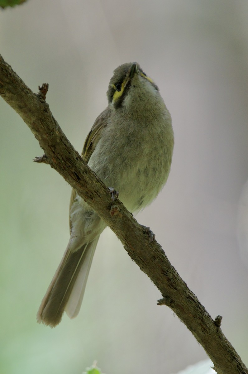 Sarı Yanaklı Balkuşu - ML647593931