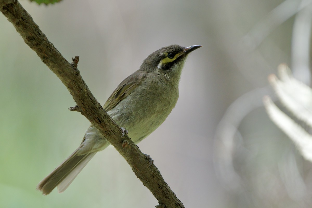 Sarı Yanaklı Balkuşu - ML647593932