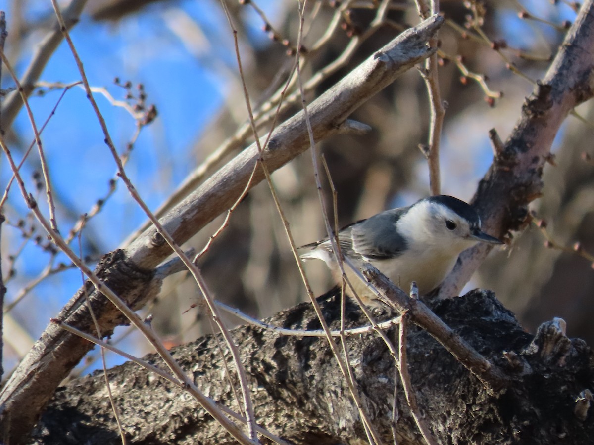Повзик каролінський - ML647593935