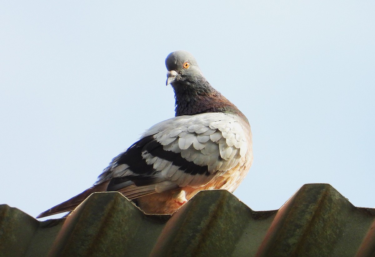 Голуб сизий (міський) - ML647593951