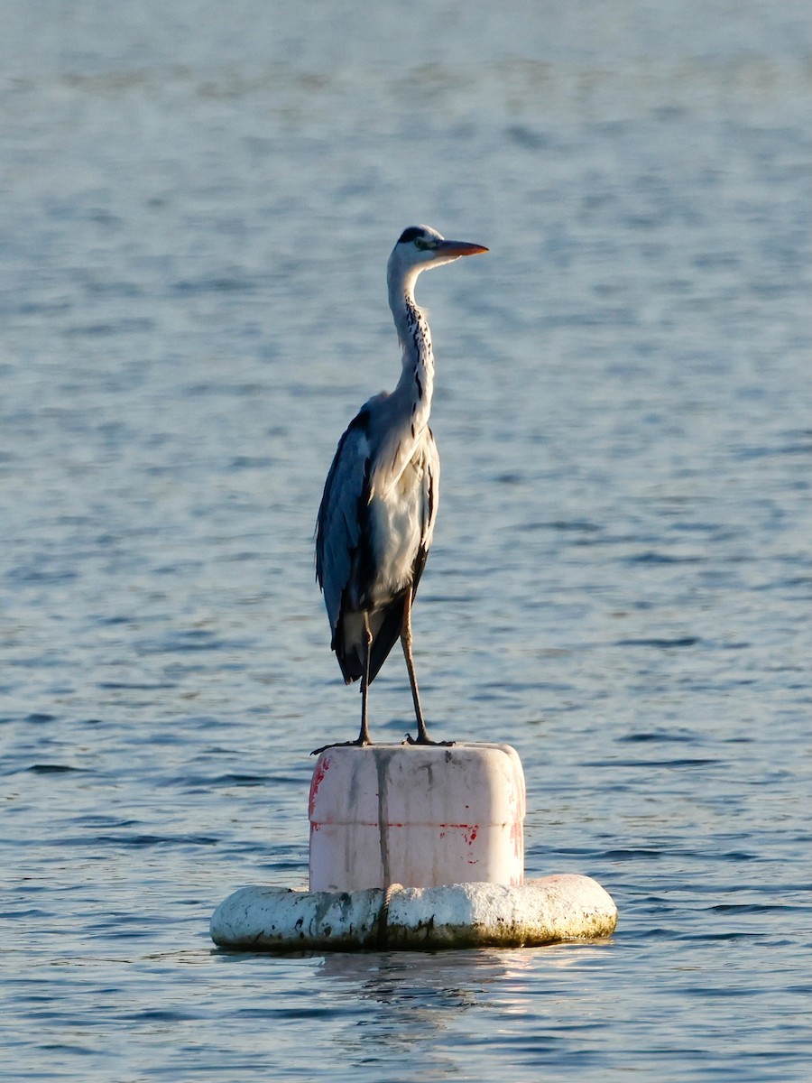 Чапля сіра - ML647593952
