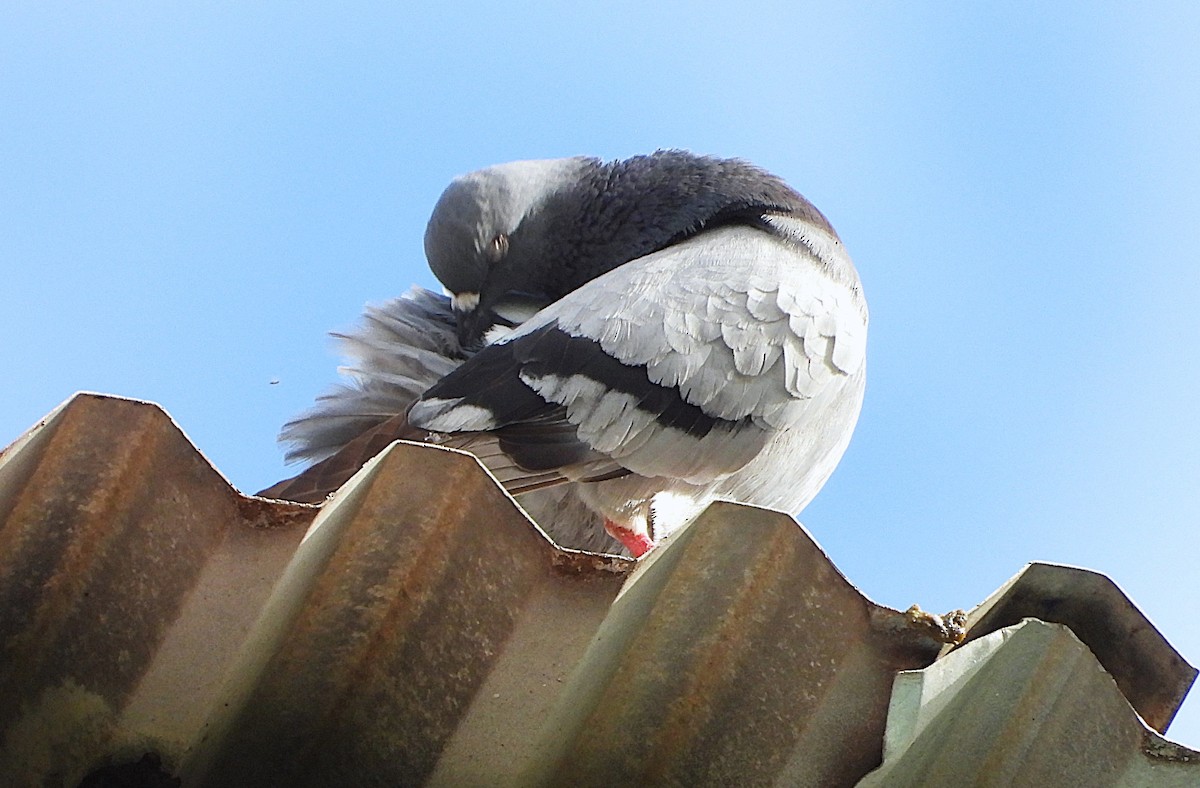 Голуб сизий (міський) - ML647593953