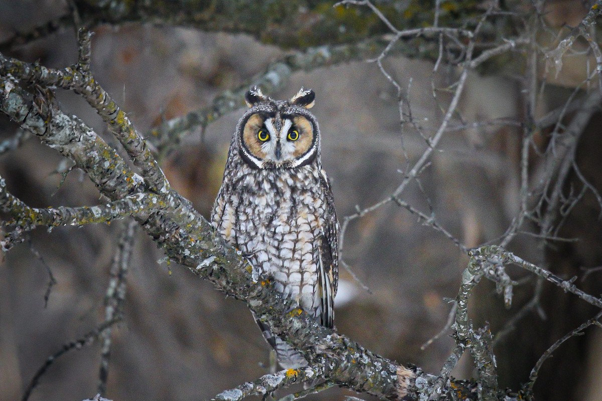 Сова вухата - ML647593954