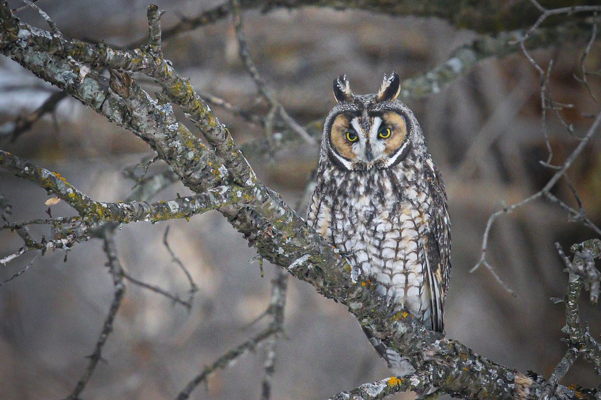 Сова вухата - ML647593955