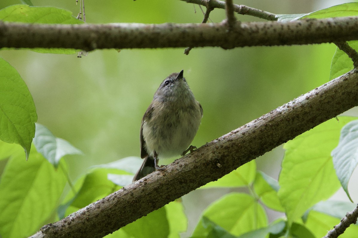 Ріроріро бурий - ML647593956