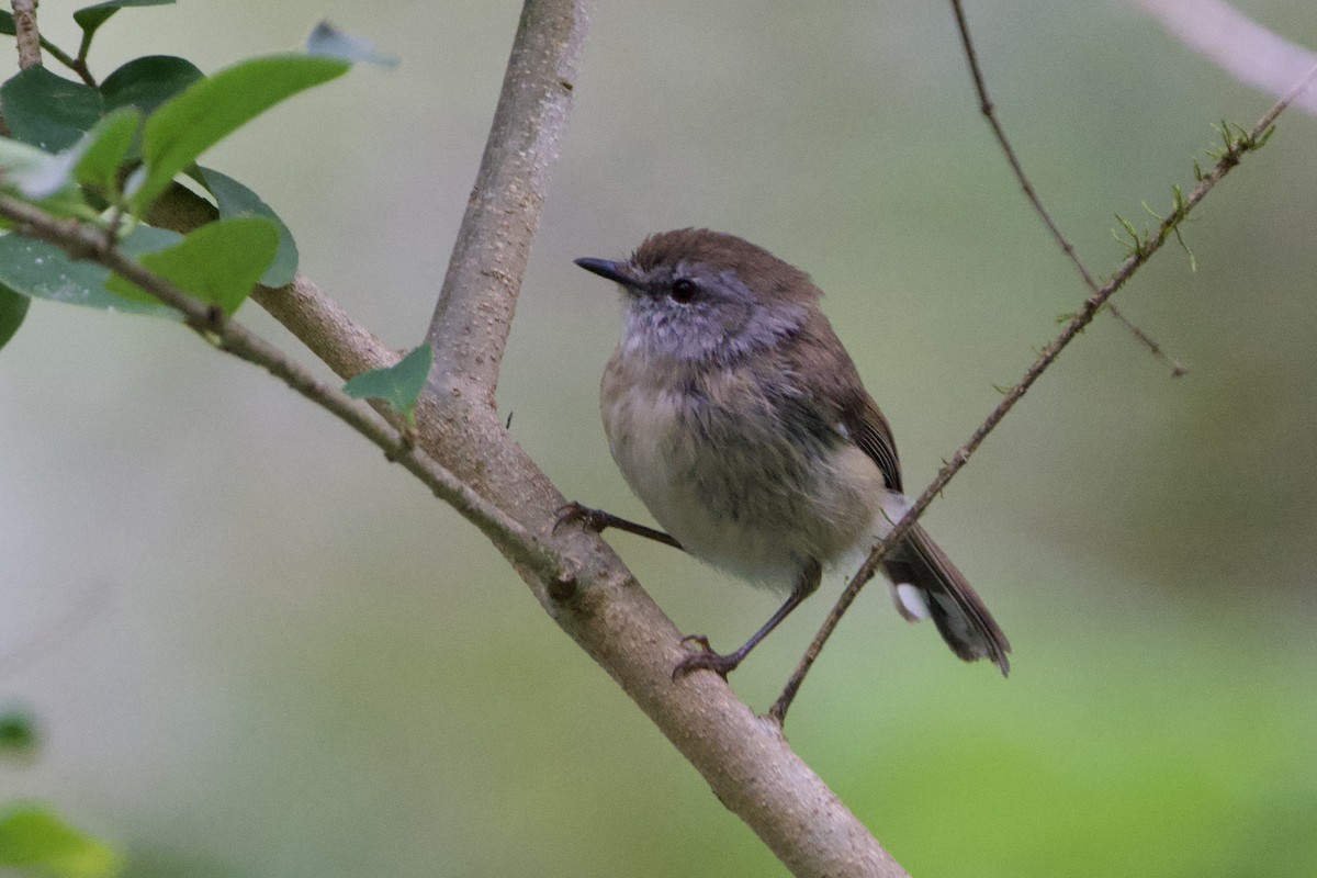 Ріроріро бурий - ML647593957