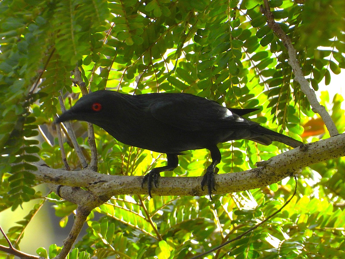 Шпак-малюк блискітливий - ML647593958