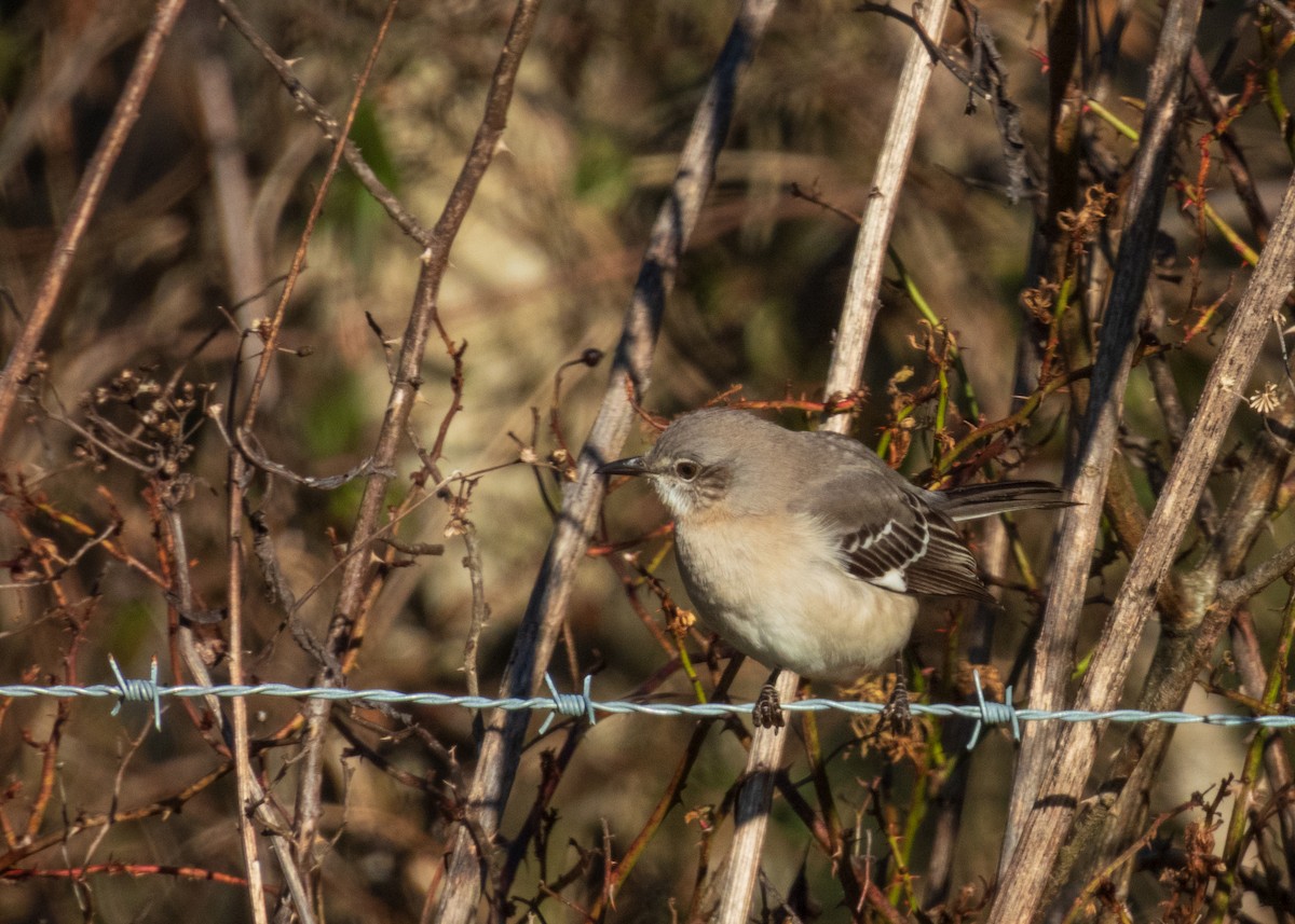 Пересмішник багатоголосий - ML647593961