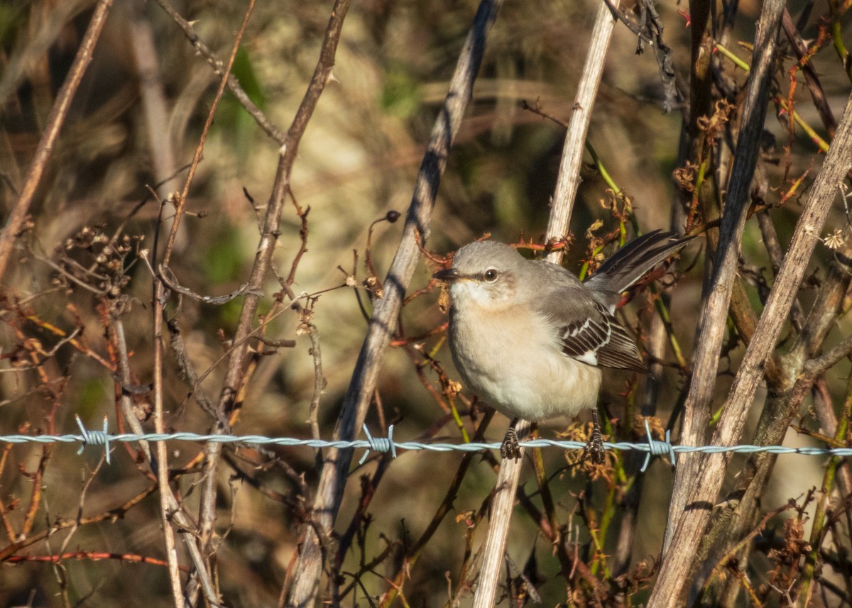 Пересмішник багатоголосий - ML647593962