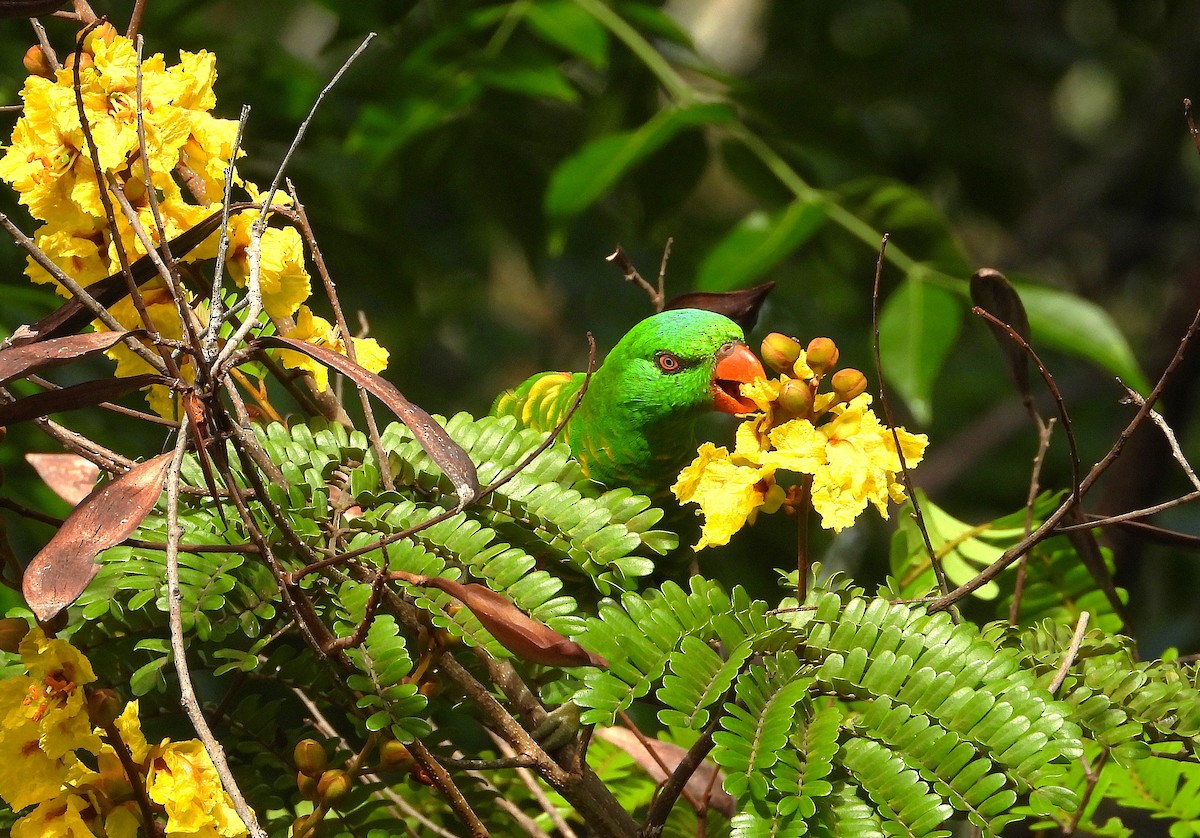 Лорікет зеленоголовий - ML647593963
