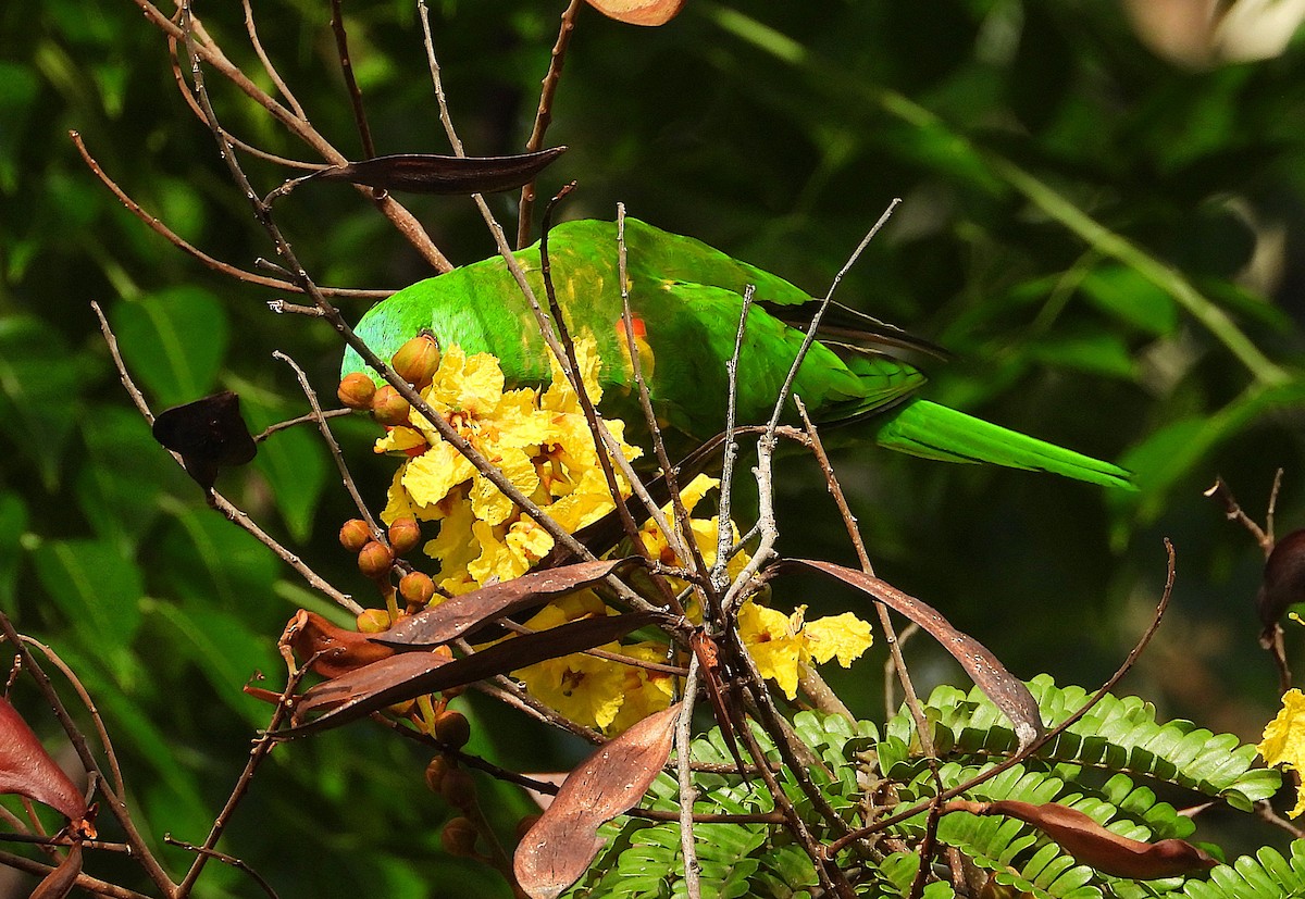 Лорікет зеленоголовий - ML647593965