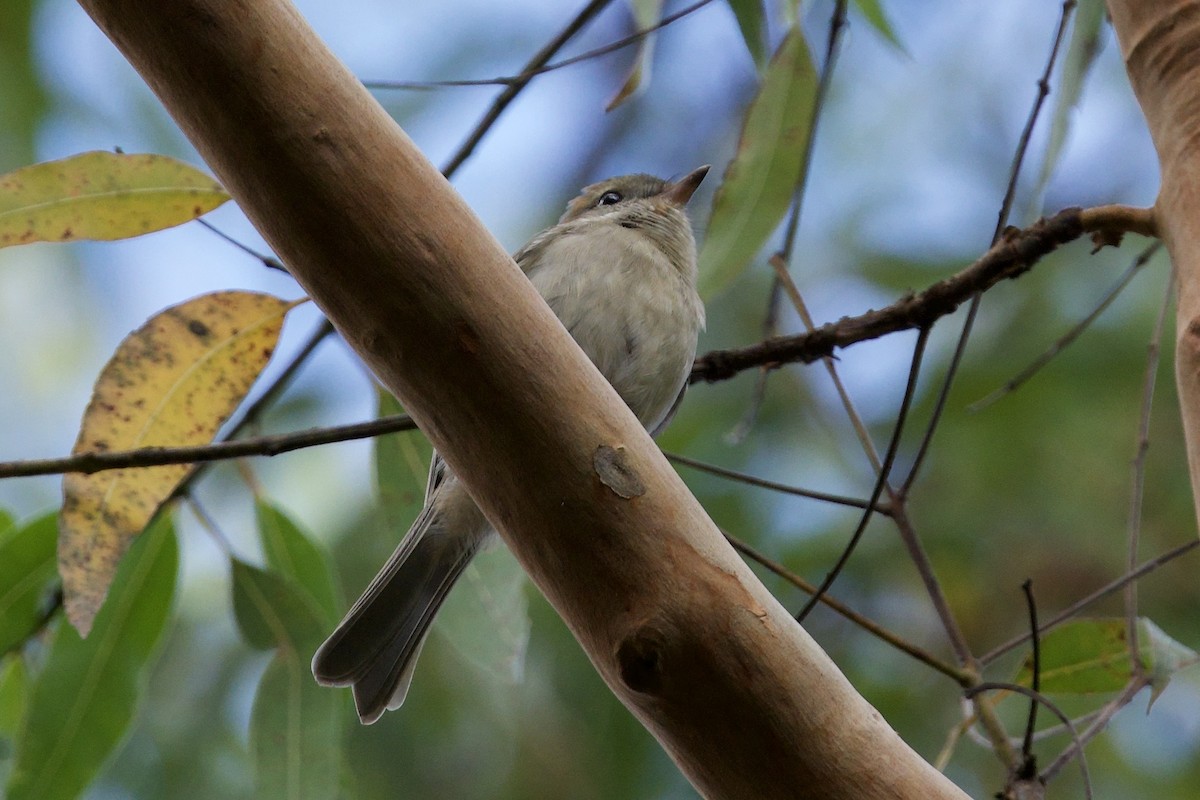 Golden Whistler (Eastern) - ML647593967