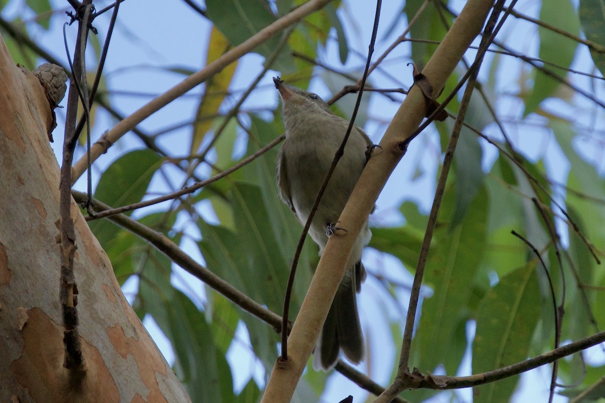 Golden Whistler (Eastern) - ML647593968
