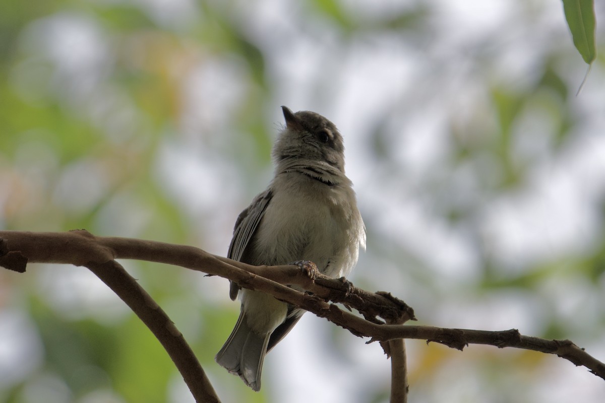 Golden Whistler (Eastern) - ML647593969