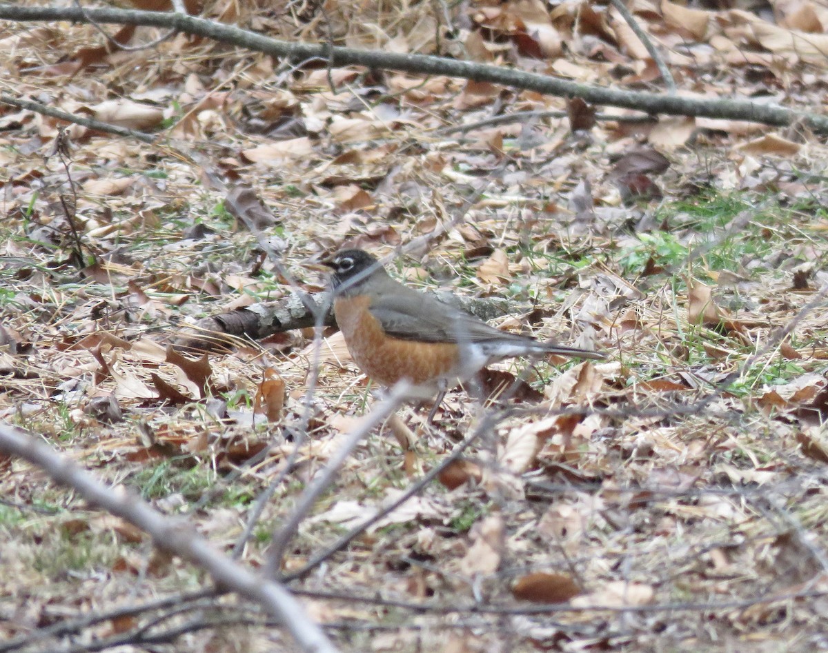 Дрізд мандрівний - ML647593970