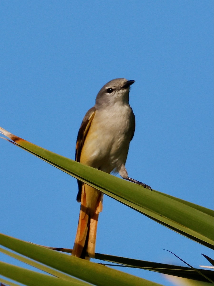 Личинкоїд малий - ML647593973