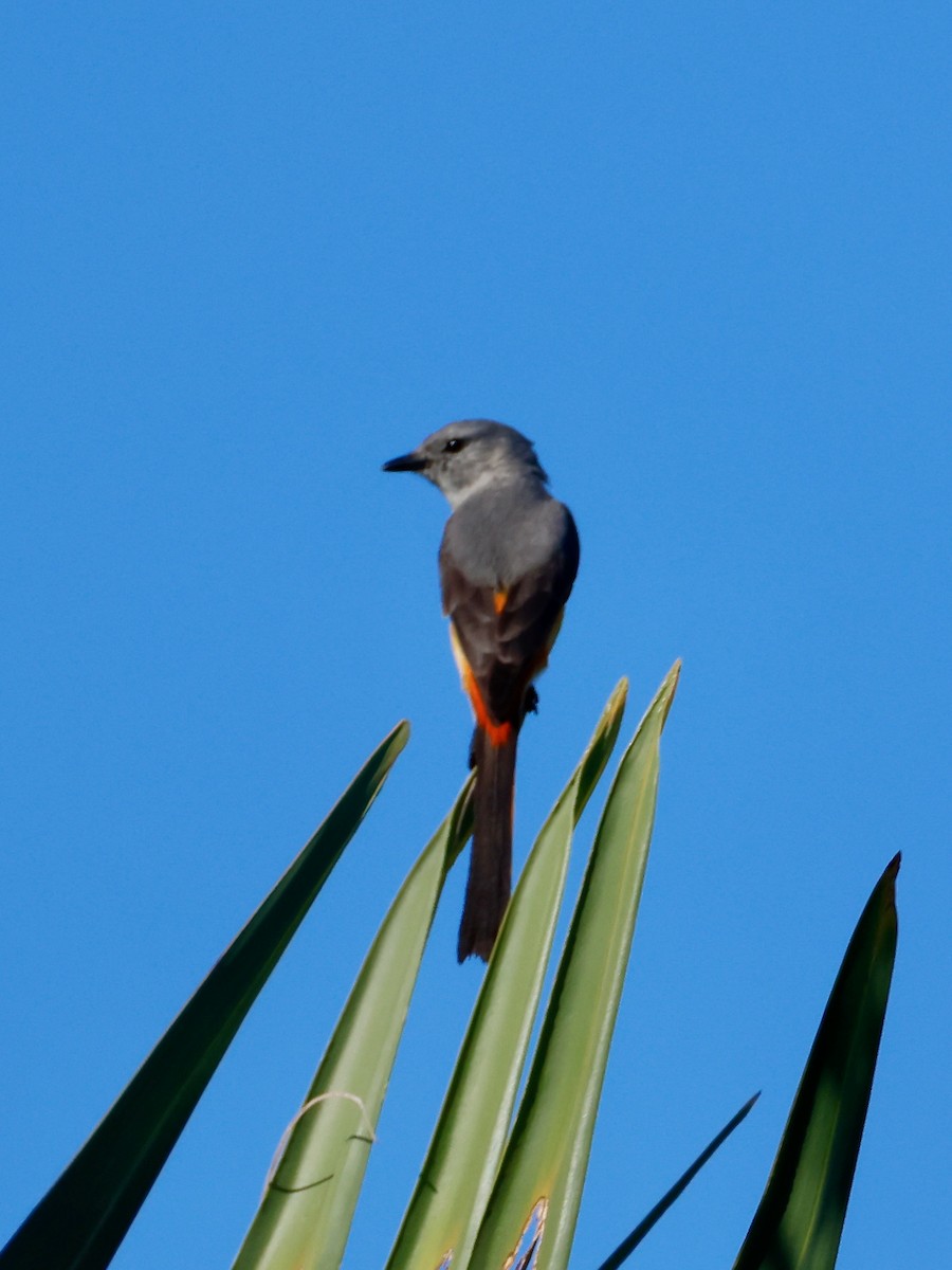 Личинкоїд малий - ML647593974