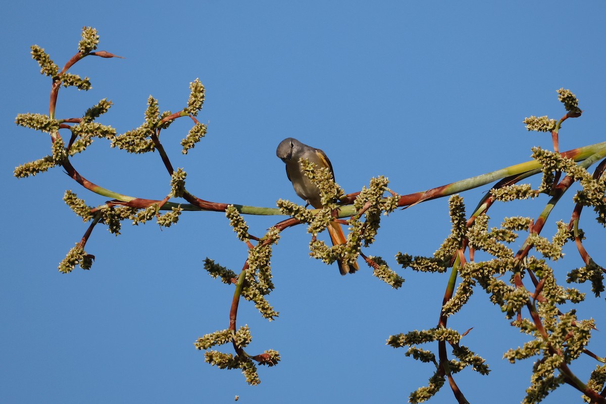 Личинкоїд малий - ML647593975