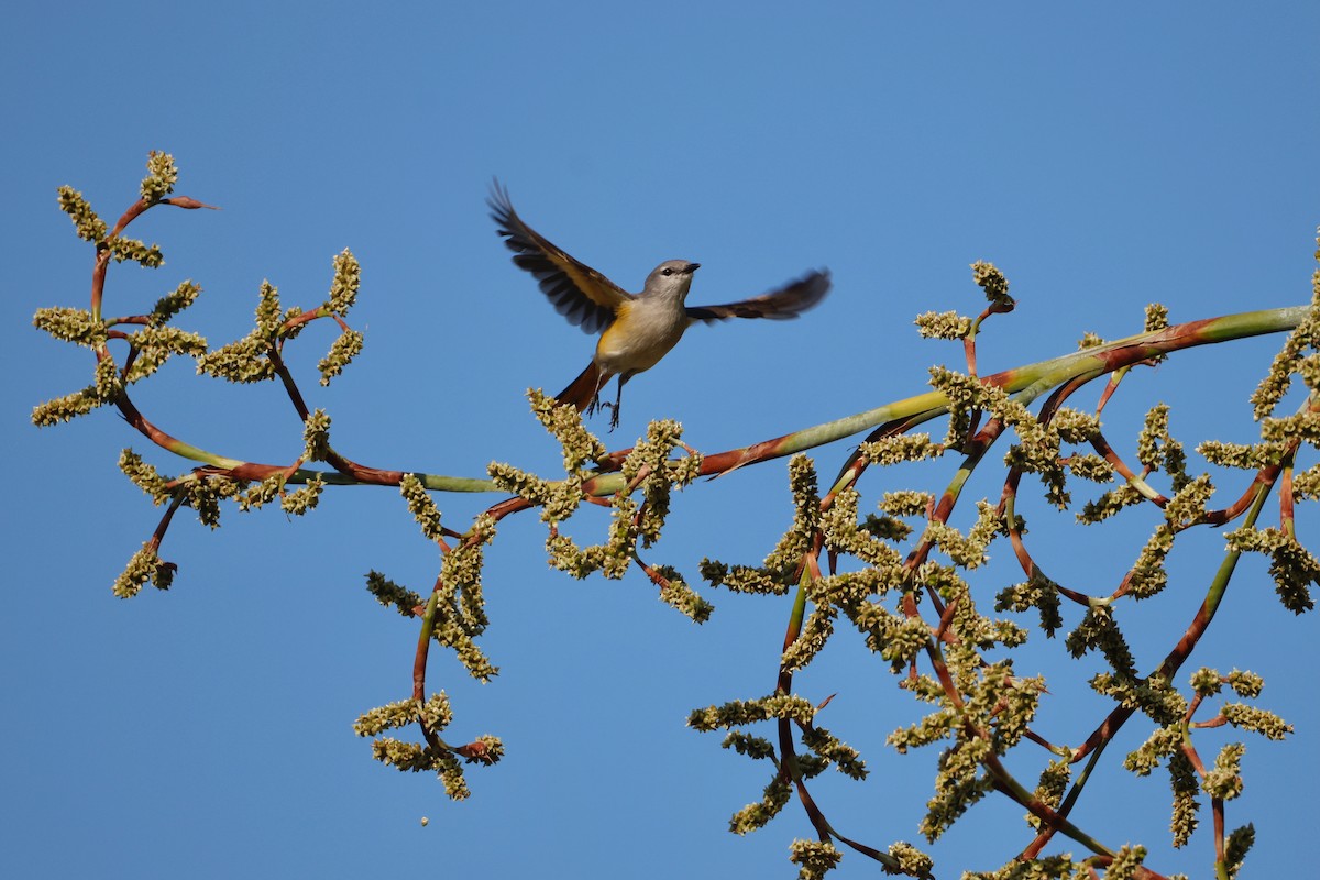 Личинкоїд малий - ML647593976