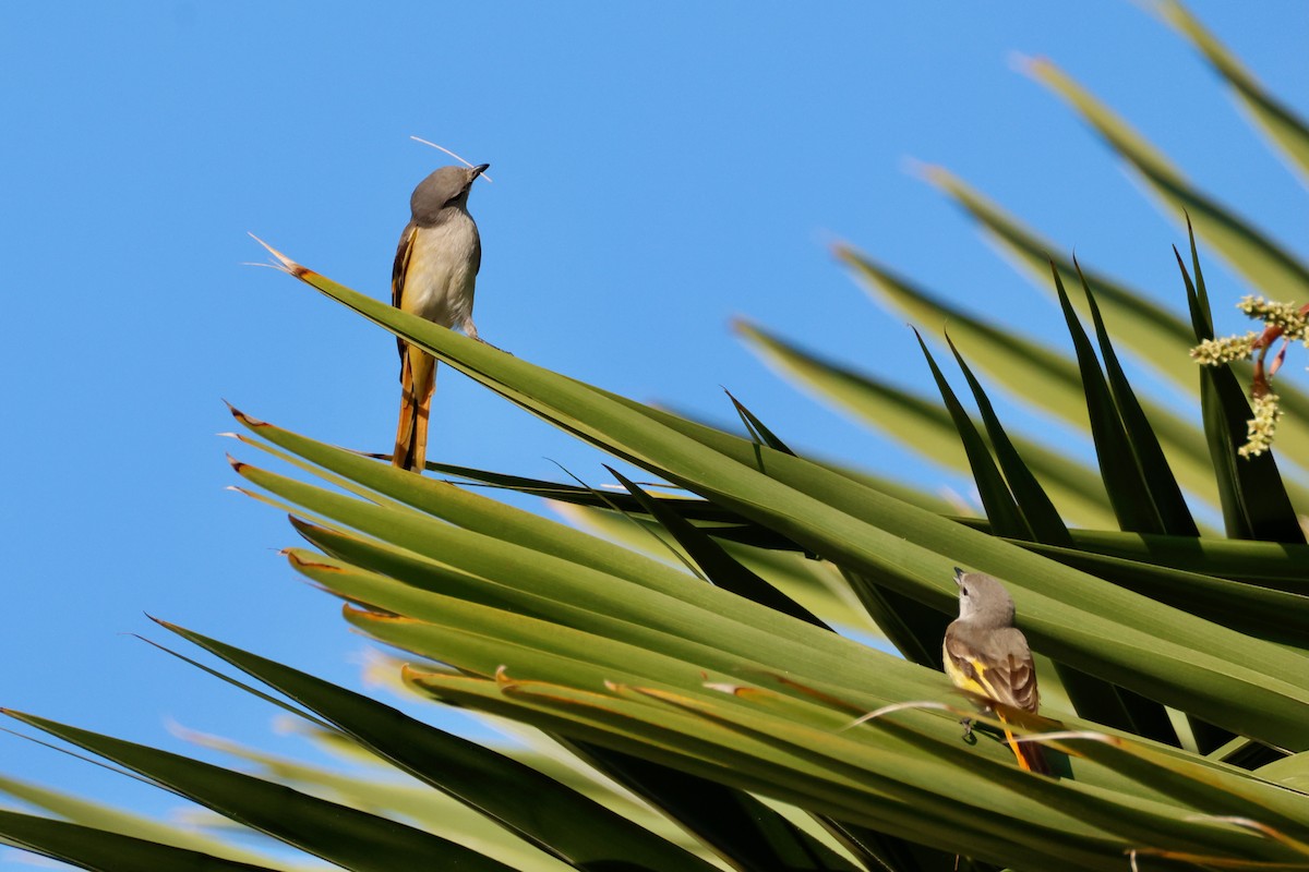 Личинкоїд малий - ML647593977